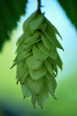 Ostrya carpinifolia - habrovec habrolistý - plod1